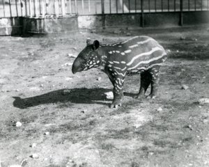 En ung malaysisk tapir i London Zoo, 5. oktober 1921 af Frederick William Bond